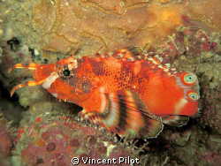 Twin spot / ocellated lionfish (Dendrochirus biocellatus) 
 by Vincent Pilot 
